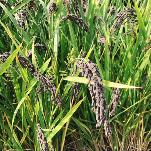 【预售】气香味腴 江苏常熟鸭血糯 慈禧太后贡品 5斤包邮 商品图4