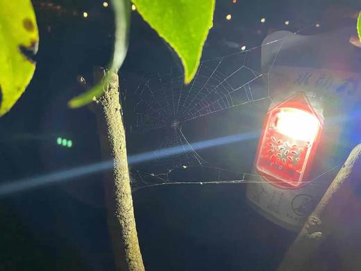 日本政府采购清单，应急救灾盐水灯免充电，连续使用时长≥120小时 商品图6