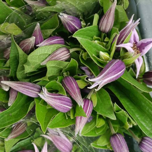 【星河】进口铁线莲  紫色  5枝/扎 商品图9