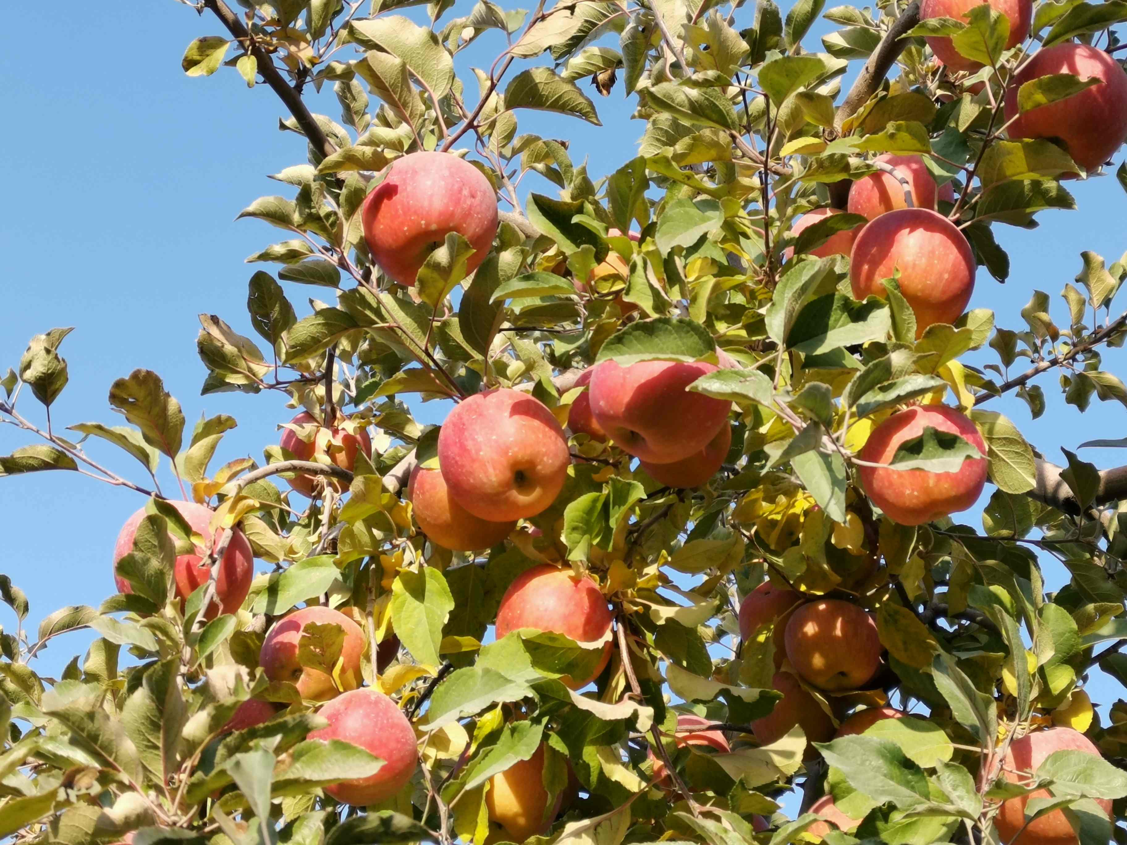 库尔勒一级香梨冰糖心苹果组合8斤装