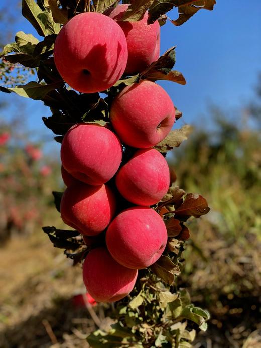 新疆阿克苏冰糖心苹果净重约9斤 商品图2