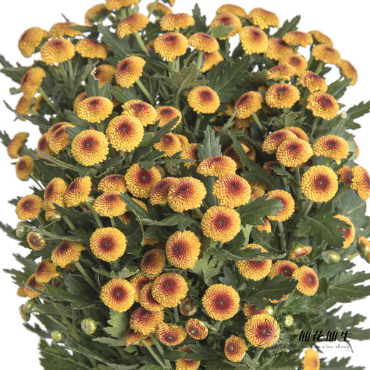 小菊 | 棉花橙 商品图3