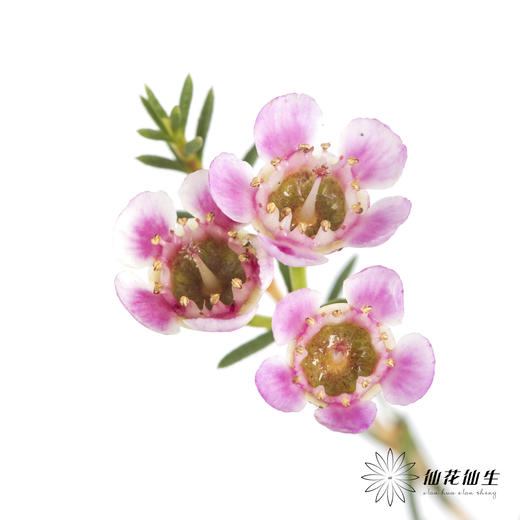 配花 | 平头腊梅粉色 商品图3