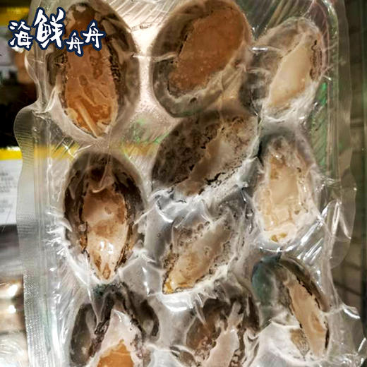 【养殖】超低温 10头/8头/7头/6头 水草吊养鲍鱼 10只/8只/7只/6只/500g 商品图7