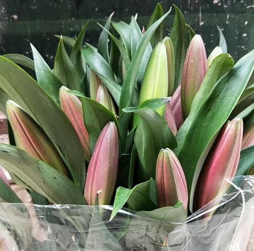 ycjy百合普拉芬多3头a级