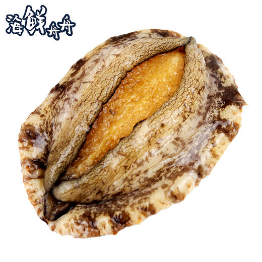 【养殖】超低温 10头/8头/7头/6头 水草吊养鲍鱼 10只/8只/7只/6只/500g 商品图5