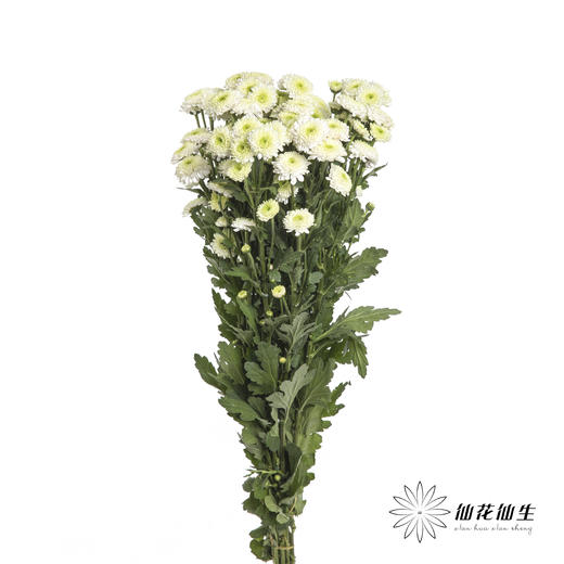 小菊 | 布鲁诺绿 商品图3