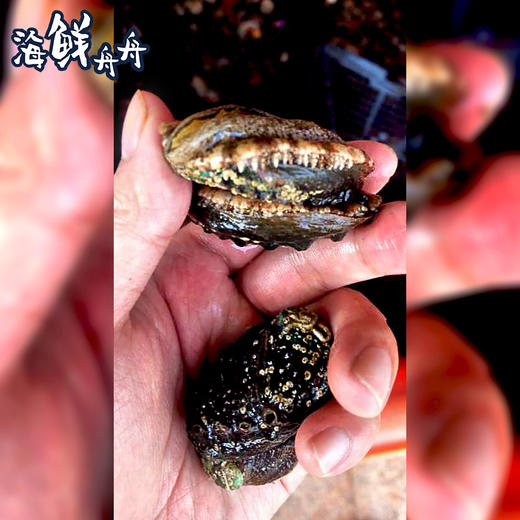 【养殖】超低温 水草小鲍鱼 约20个左右/500g 商品图4