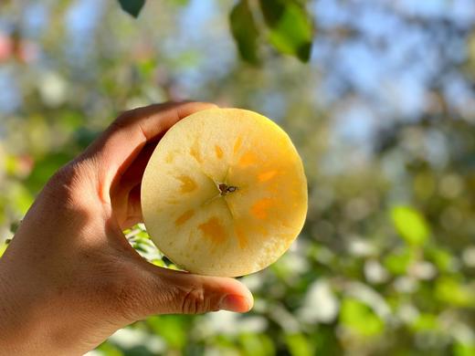 新疆阿克苏冰糖心苹果净重约9斤 商品图4