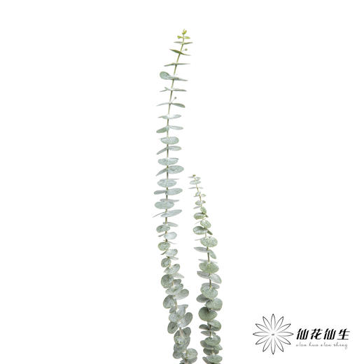 叶材 | 尤加利小叶多支 商品图4