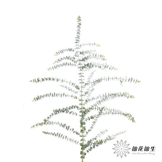 叶材 | 尤加利小叶多支 商品图6