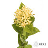 配花 | 龙船花黄色 商品缩略图0