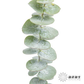 叶材 | 尤加利小叶多支