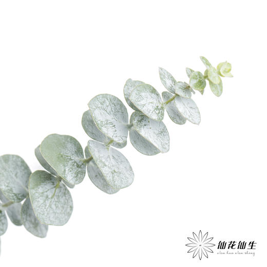 叶材 | 尤加利小叶多支 商品图1