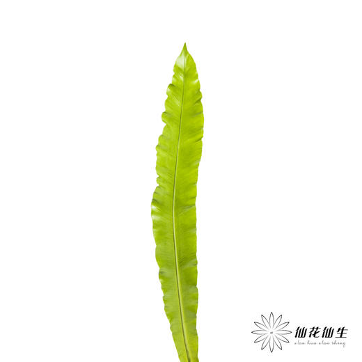 叶材 | 鸟巢叶 商品图0