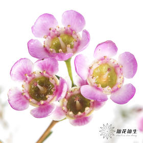 配花 | 平头腊梅粉色