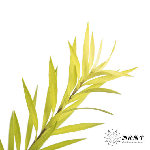 叶材 | 千层金 商品图0