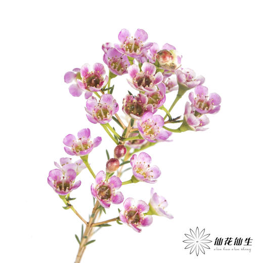 配花 | 平头腊梅粉色 商品图2