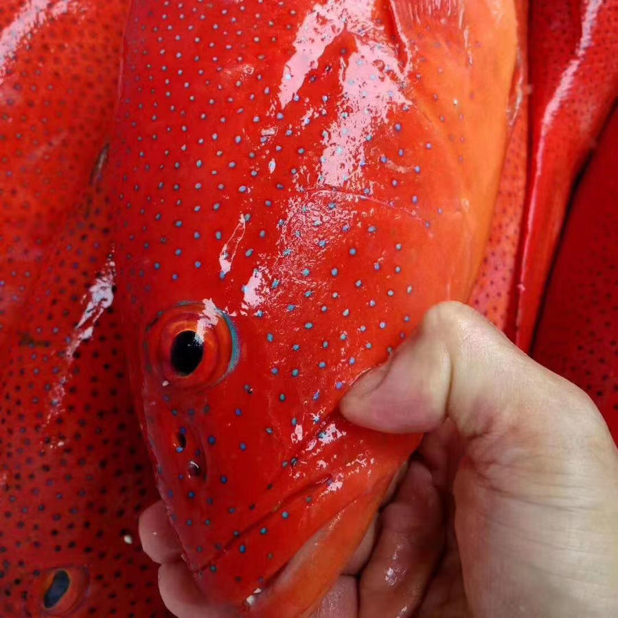 野生海釣紅東星斑順豐包郵【可代加工切片】