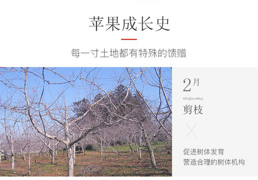 新疆阿克苏冰糖心苹果净重约9斤 商品图5