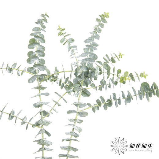 叶材 | 尤加利小叶多支 商品图5