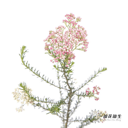 配花 | 米花粉色 商品图4