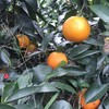 皮薄，汁多，微甜，化渣的爱媛38号杂柑 果冻橙上市啦~ 商品缩略图2