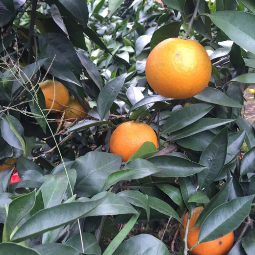 皮薄，汁多，微甜，化渣的爱媛38号杂柑 果冻橙上市啦~ 商品图2