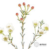 配花 | 尖头腊梅白色 商品缩略图5