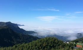 【茶馆茶叶】【金露香萱】小众茶第四十四期丨恋恋18年丨 采用自然工法制作 天时地利人和下的特殊乌龙茶丨冷霜气息浓郁