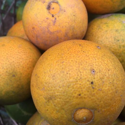 皮薄，汁多，微甜，化渣的爱媛38号杂柑 果冻橙上市啦~ 商品图1