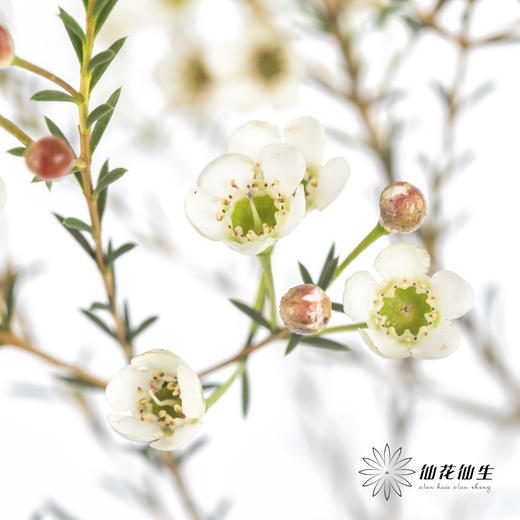 配花 | 尖头腊梅白色 商品图2