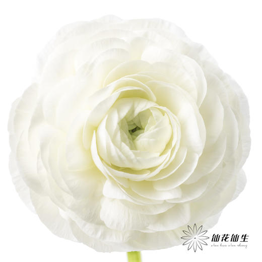 配花  | 洋牡丹白色【反季节，介意慎拍】 商品图0