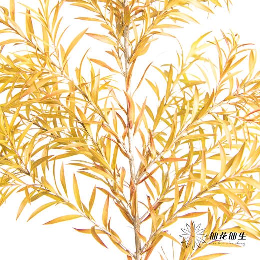 叶材 | 秋色千层金 商品图1