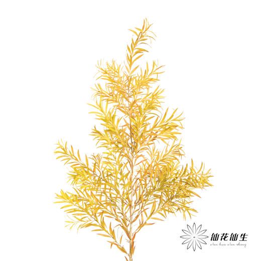 叶材 | 秋色千层金 商品图7