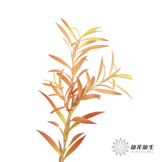 叶材 | 秋色千层金 商品图4