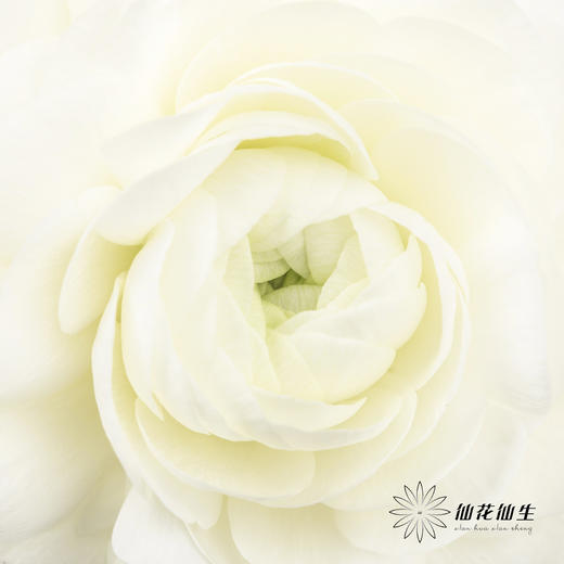 配花  | 洋牡丹白色【反季节，介意慎拍】 商品图2