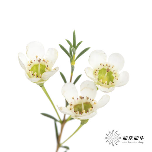 配花 | 尖头腊梅白色 商品图1