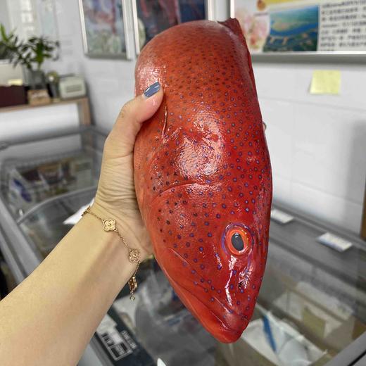 海钓红东星斑顺丰到付 商品图3