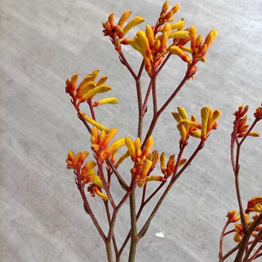 橙色袋鼠爪进口10支75公分