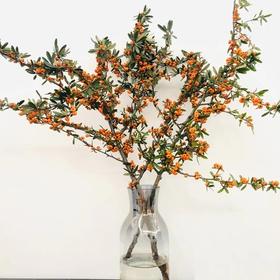 火棘果（橙色）