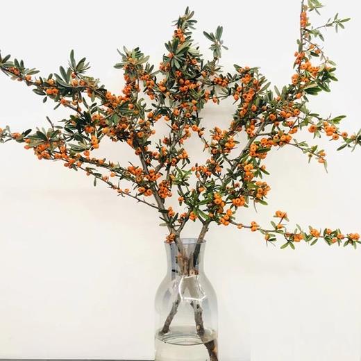 火棘果（橙色） 商品图0