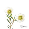 配花 | 尖头腊梅白色 商品缩略图3