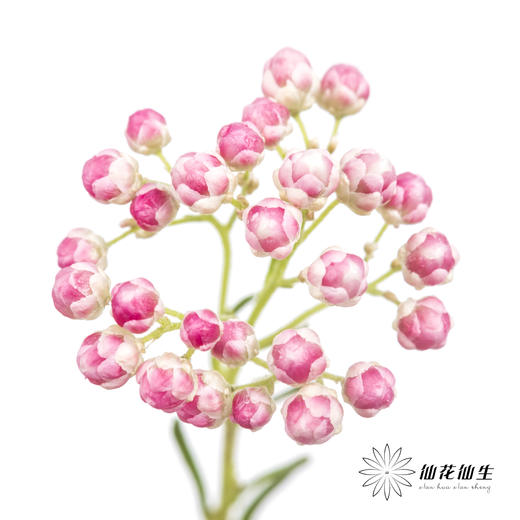 配花 | 米花粉色 商品图3