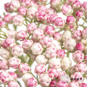 配花 | 米花粉色