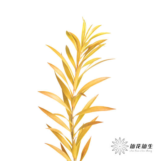 叶材 | 秋色千层金 商品图3