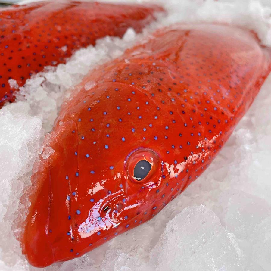 野生海钓红东星斑顺丰包邮【可代加工切片】