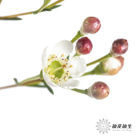 配花 | 尖头腊梅白色