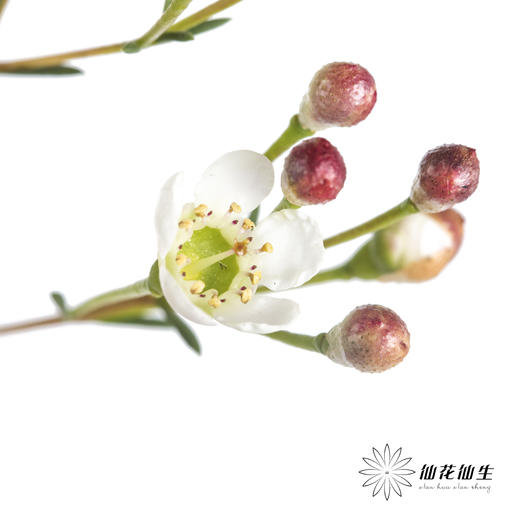 配花 | 尖头腊梅白色 商品图0