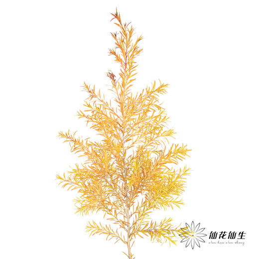 叶材 | 秋色千层金 商品图8